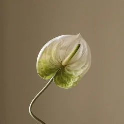 Botané Anthurium Flower Hot