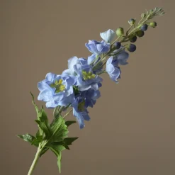 Delphinium Flower>Botané Sale