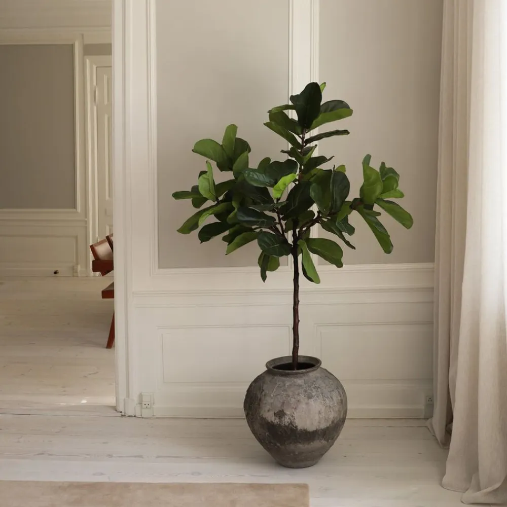 Fiddle Leaf Fig>Botané Clearance