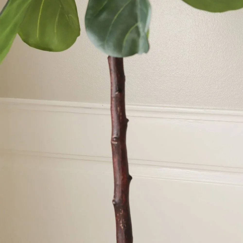 Fiddle Leaf Fig>Botané Clearance