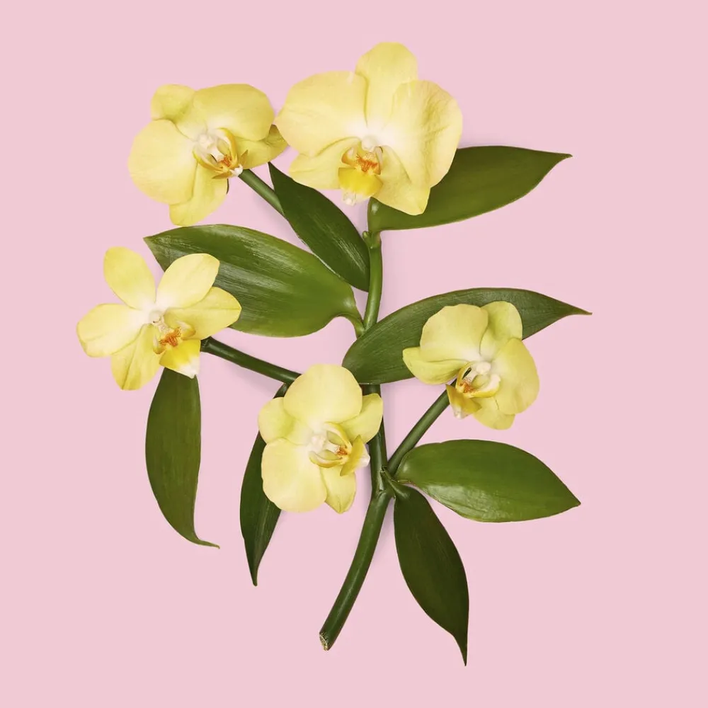Flora Gorgeous Orchid Eau de parfum>Gucci Sale