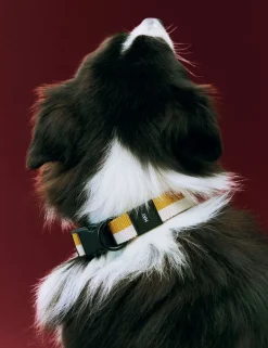 Dogs Collar Flat-M/L-Off-white,>Hay Clearance