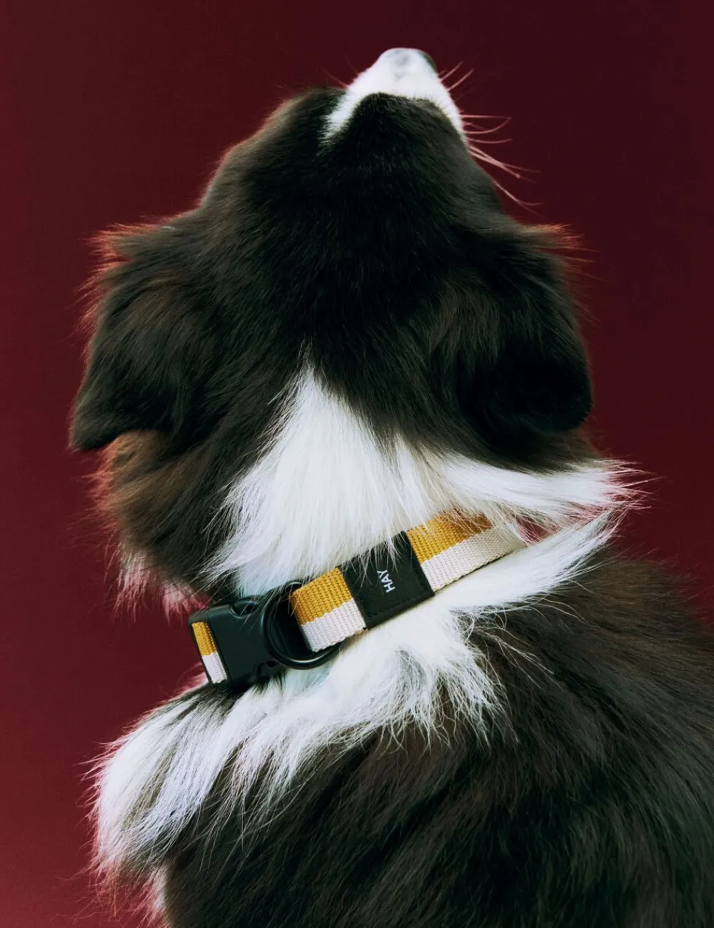 Dogs Collar Flat-M/L-Off-white,>Hay Clearance