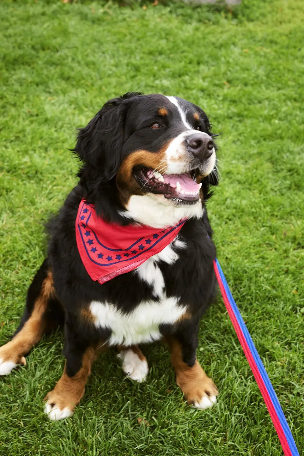Dogs Leash-Flat M/L-Red, blue>Hay Online