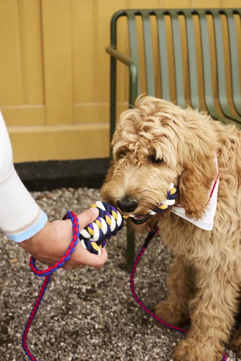 Hay Dogs Rope Toy-Blue, purple, och Online