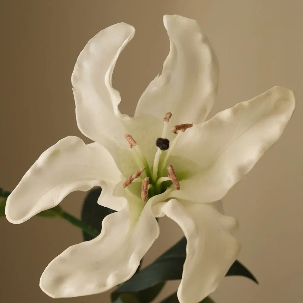Large Lily Flower>Botané Sale