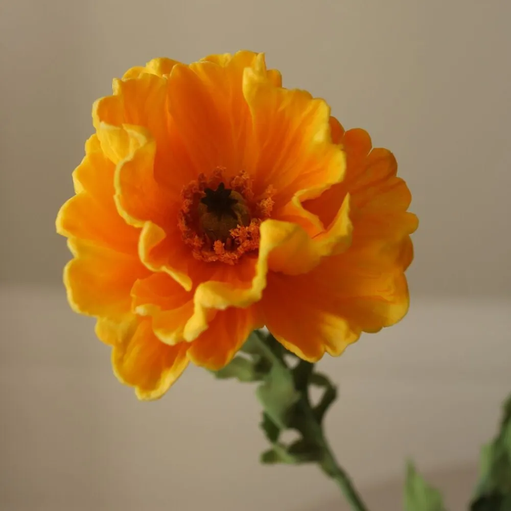Botané Large Poppy Flower Discount
