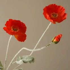 Botané Poppy Flower