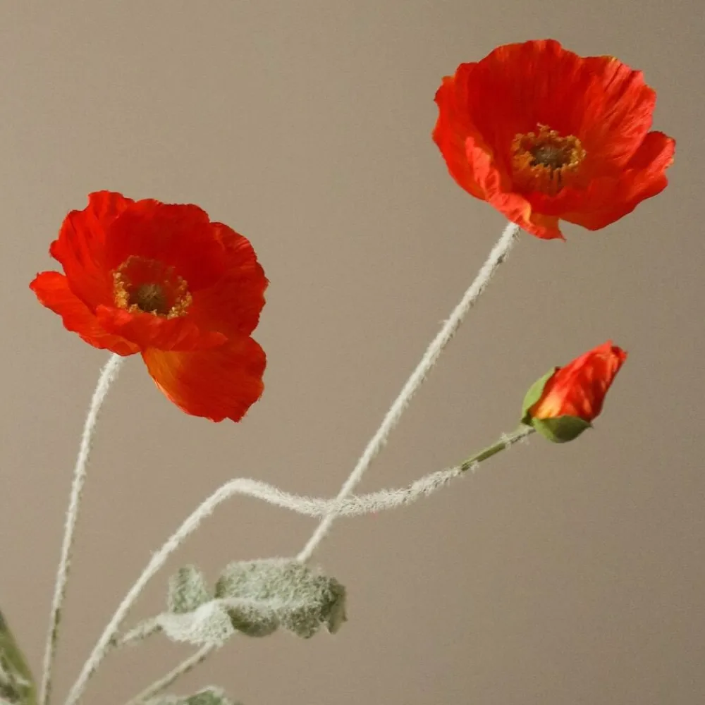 Botané Poppy Flower