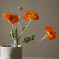 Botané Poppy Flower