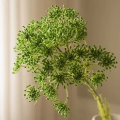 Botané Queen Anne's Lace Flower