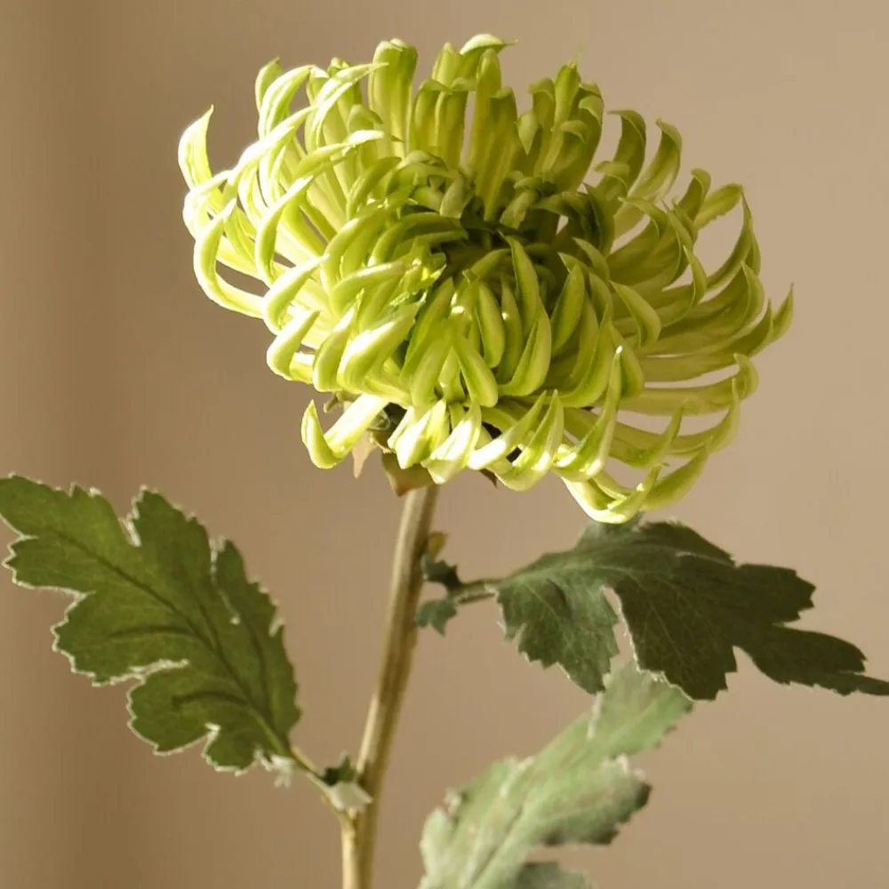 Botané Semi-Cactus Dahlia Flower New