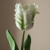 Botané Small Parrot Tulip Flower