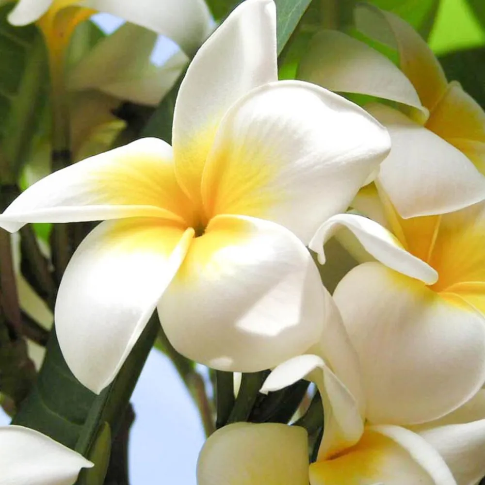 Solid parfume - Frangipani No. 15>Single Flowers Perfume Best