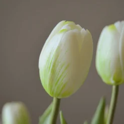 Botané Tulip Bouquet Best
